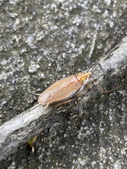 Ellipsidion humerale