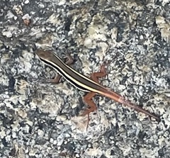 Ophisops leschenaultii