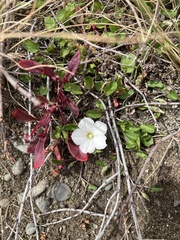 Convolvulus waitaha