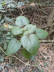 Clerodendrum japonicum