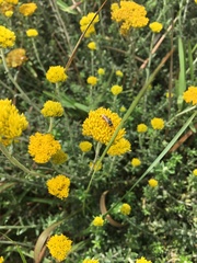 Helichrysum cymosum