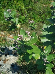 Calotropis gigantea