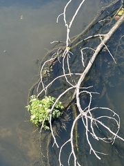 Torilis arvensis
