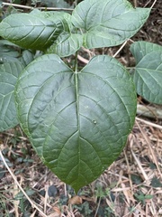 Clerodendrum japonicum