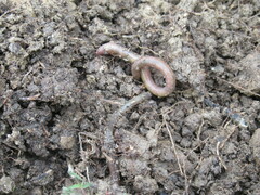 Lumbricus terrestris