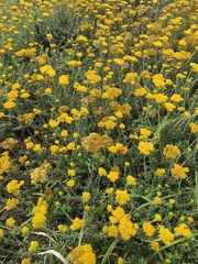 Helichrysum cymosum