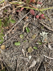 Convolvulus waitaha