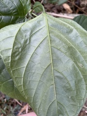 Clerodendrum japonicum