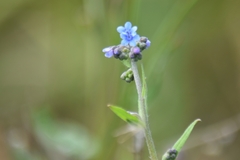 Cynoglossum australe