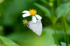 Tajuria cippus maxentius