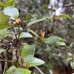 Pterophylla racemosa