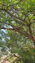 Streptopelia semitorquata