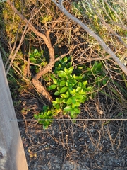Rhamnus alaternus
