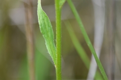 Cynoglossum australe