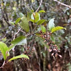 Pterophylla racemosa