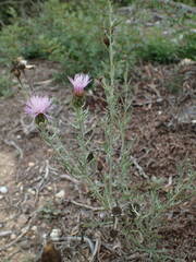 Cheirolophus intybaceus