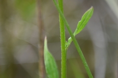 Cynoglossum australe