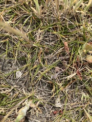 Zoysia minima