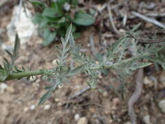 Cheirolophus intybaceus