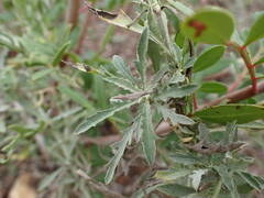 Cheirolophus intybaceus