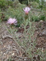 Cheirolophus intybaceus