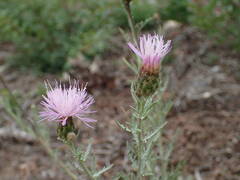 Cheirolophus intybaceus