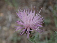 Cheirolophus intybaceus