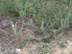 Cheirolophus intybaceus