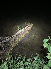 Anguilla dieffenbachii