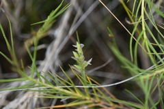 Distichlis distichophylla