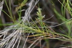 Distichlis distichophylla