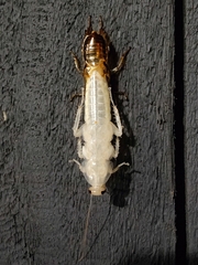 Drymaplaneta heydeniana