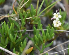Wilsonia backhousei