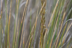 Austrostipa stipoides