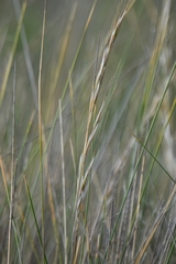 Austrostipa stipoides