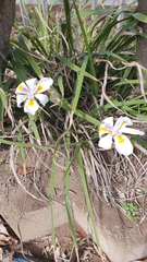 Dietes grandiflora