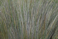 Austrostipa stipoides