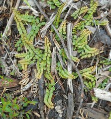 Lindsaea linearis
