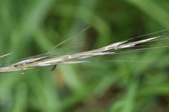 Austrostipa stipoides