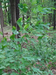 Liriodendron tulipifera