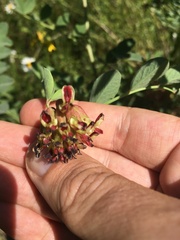 Hosackia crassifolia