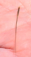 Austrostipa stipoides