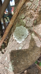 Lecanoromycetes