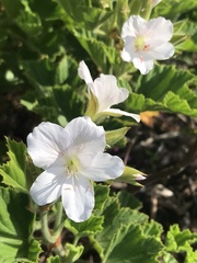 Pelargonium cucullatum