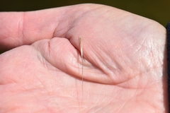 Austrostipa stipoides