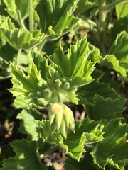 Pelargonium cucullatum