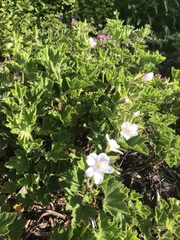 Pelargonium cucullatum