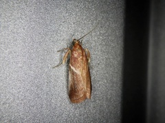 Acrobasis ferruginella