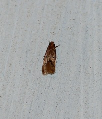 Lepidoptera