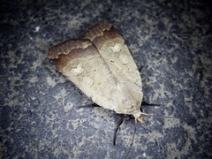 Sineugraphe oceanica